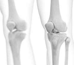 tibia and fibula